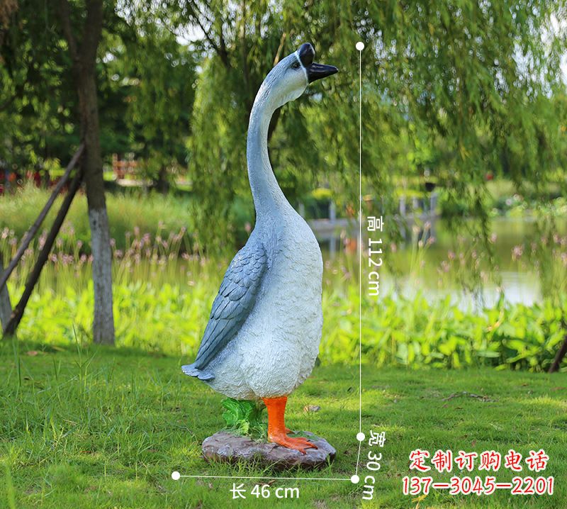 云南站立立脖灰色天鹅